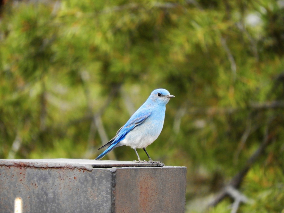 Mountain Bluebird - ML153924981