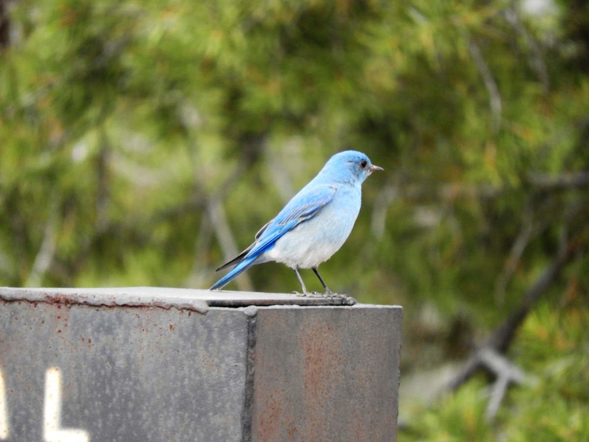 Mountain Bluebird - John Gaglione