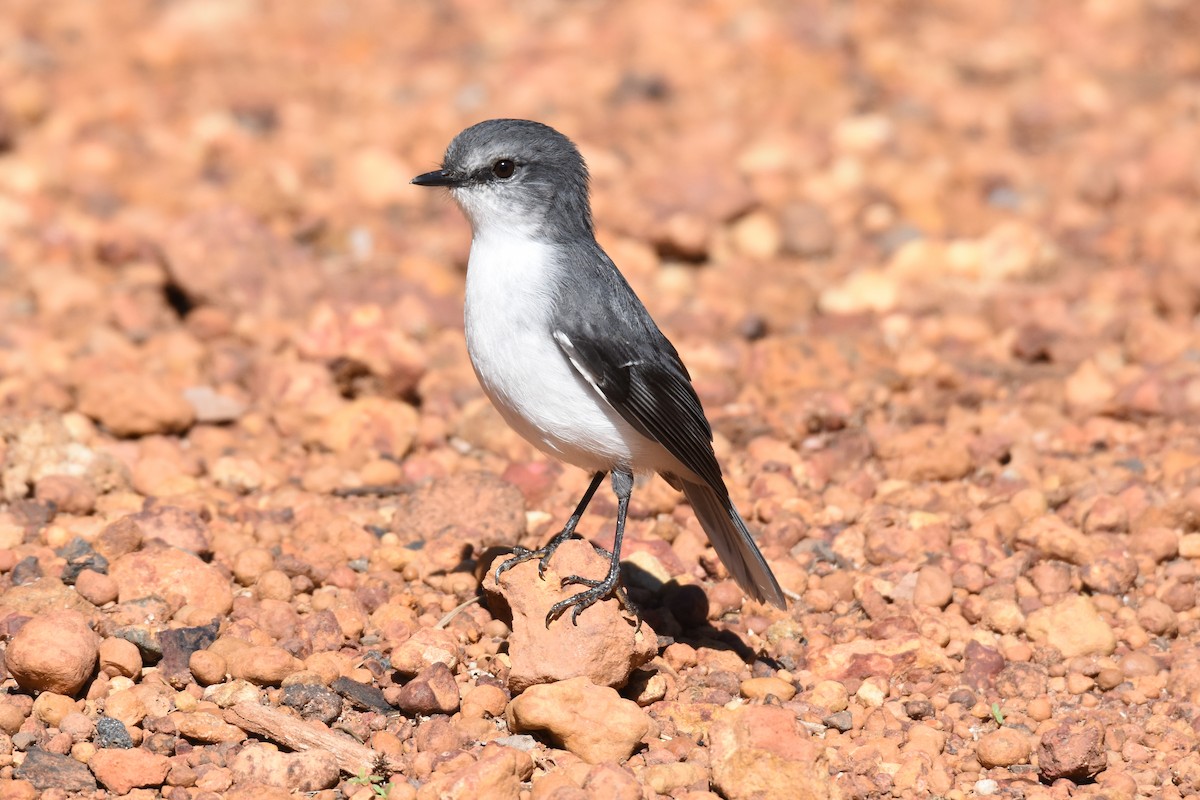 Petroica Pechiblanca - ML153925921