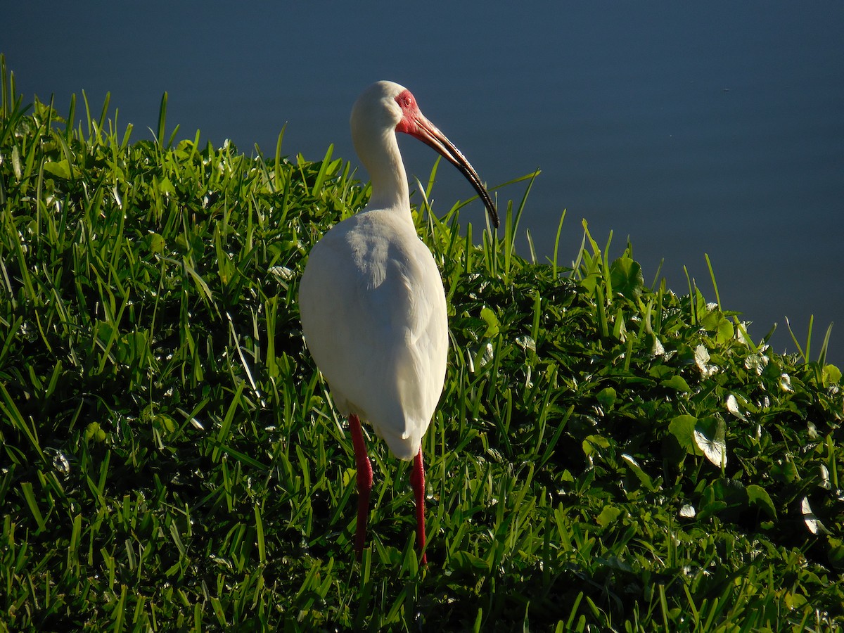 ibis bílý - ML153928941