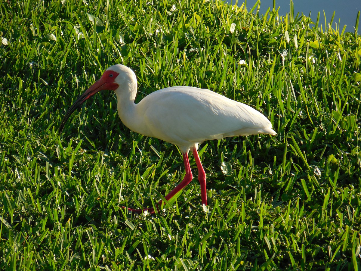 ibis bílý - ML153928981