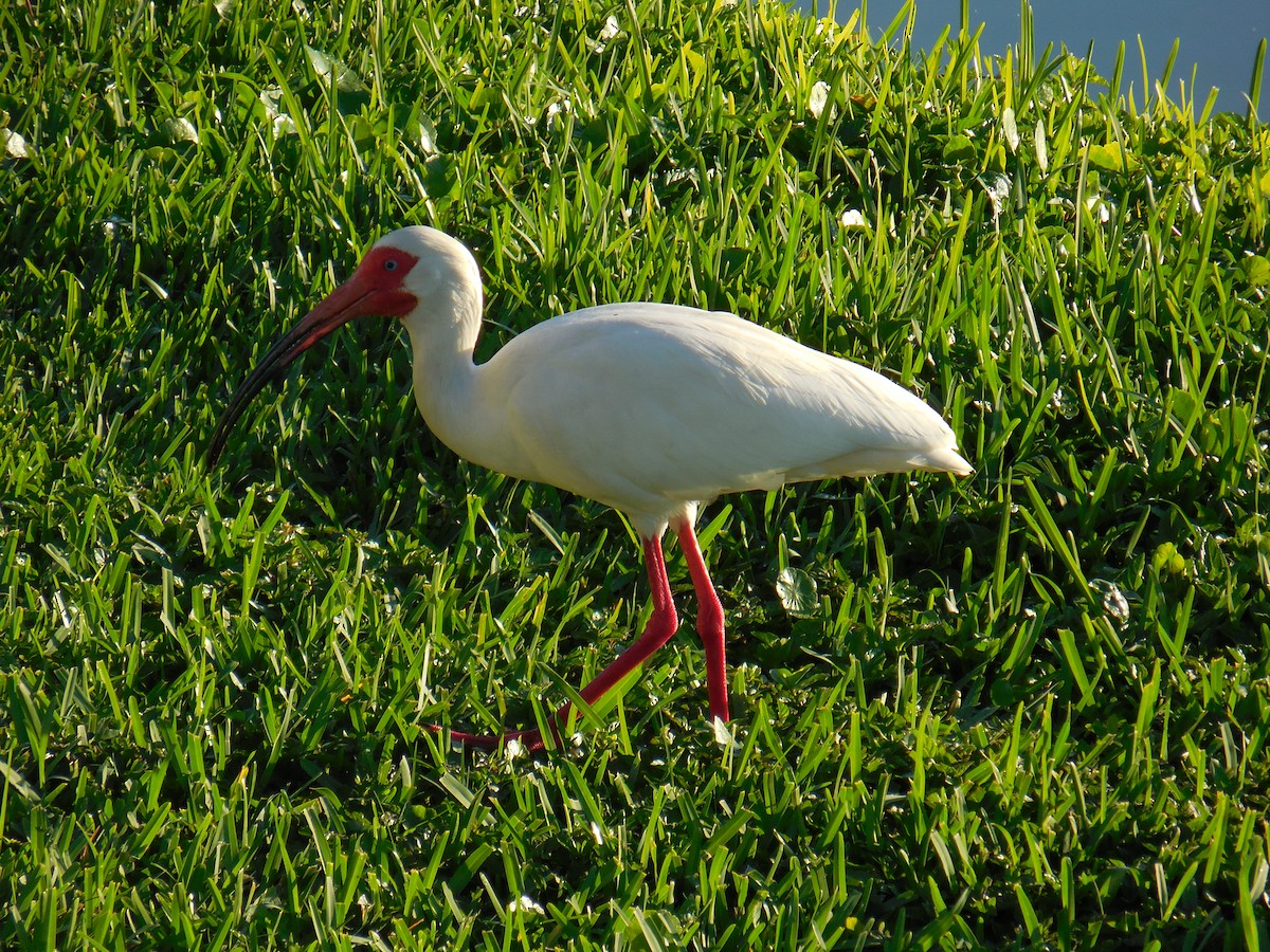 Ibis blanc - ML153928981