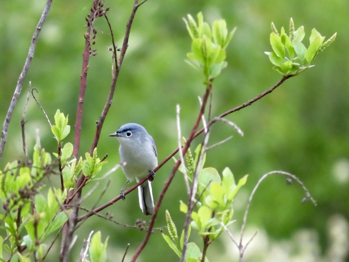 Blue-gray Gnatcatcher - ML153929171