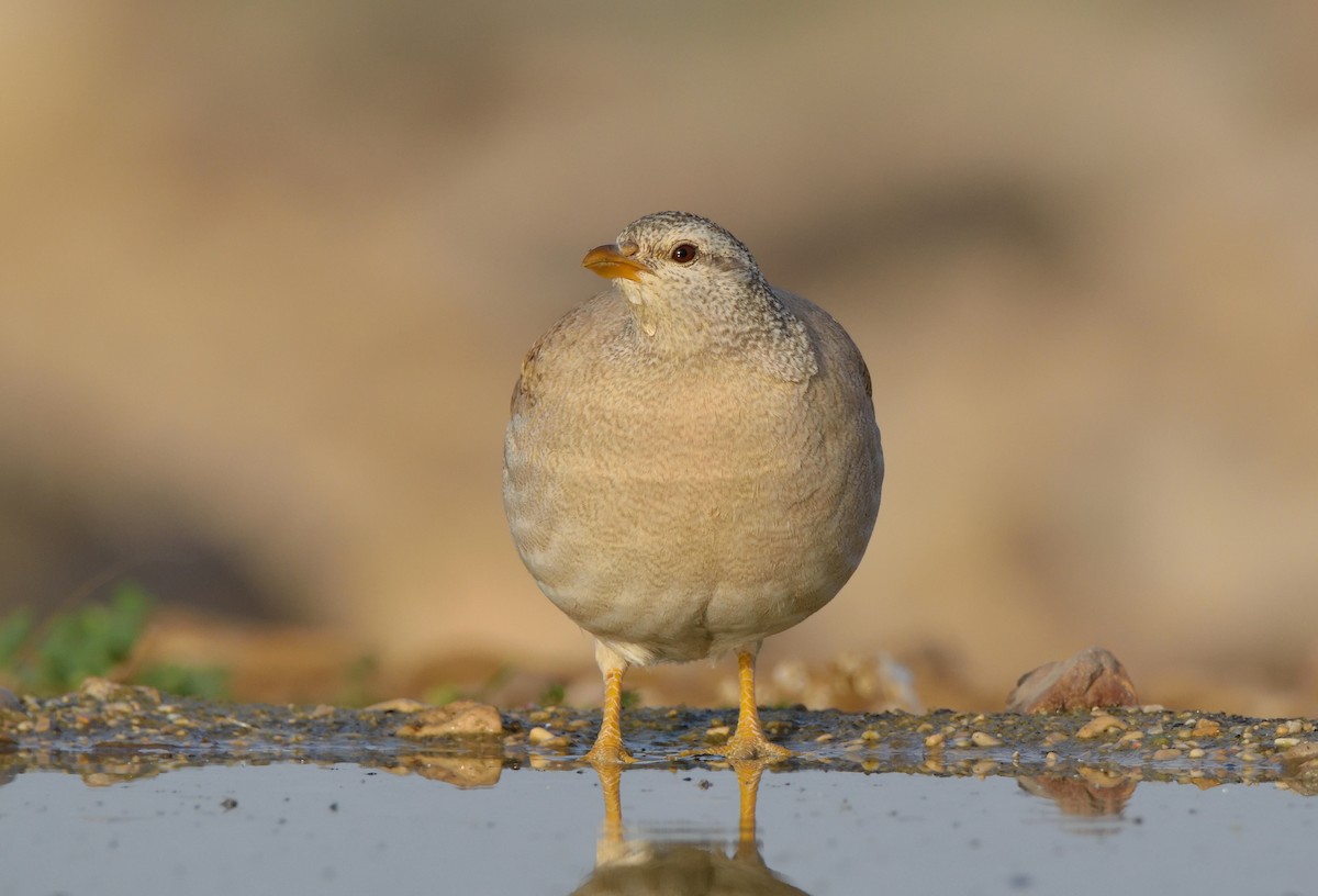 Sand Partridge - Ori Davidor