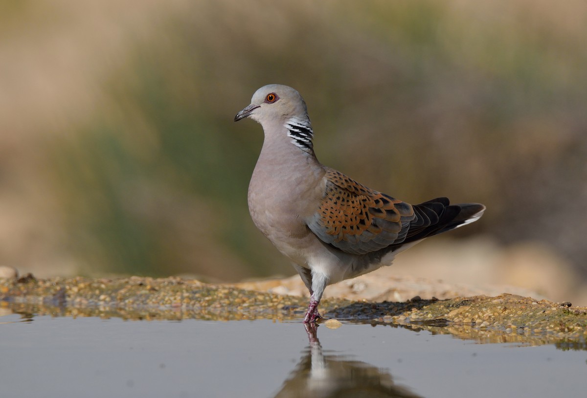 European Turtle-Dove - Ori Davidor