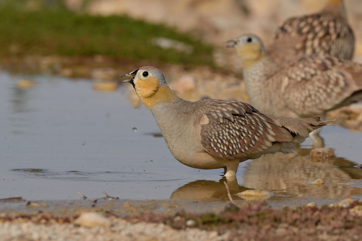 Crowned Sandgrouse - Ori Davidor