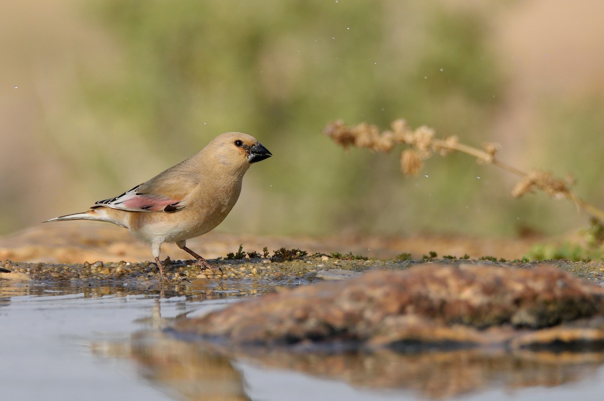 Desert Finch - ML153930481