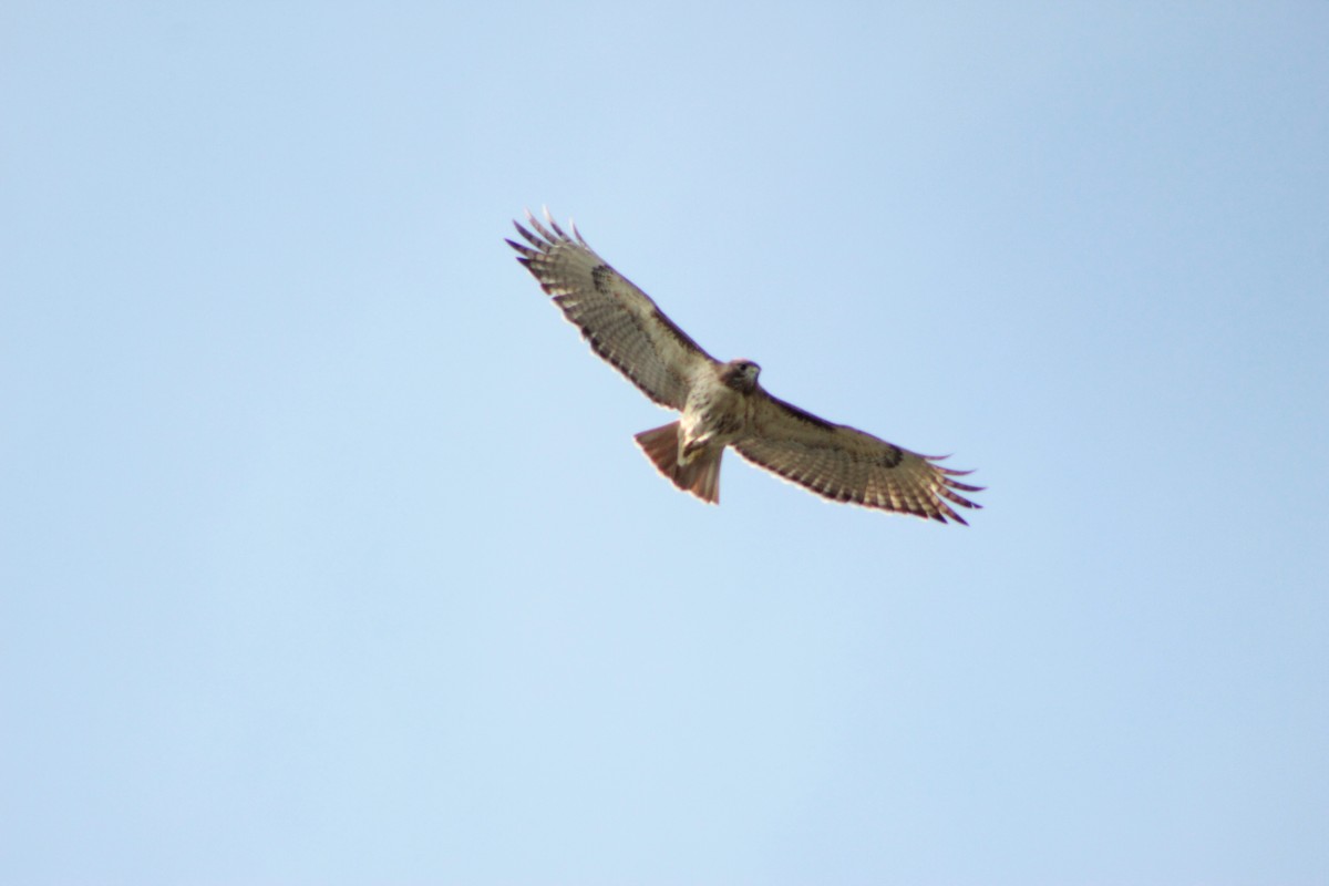 Red-tailed Hawk - ML153930941