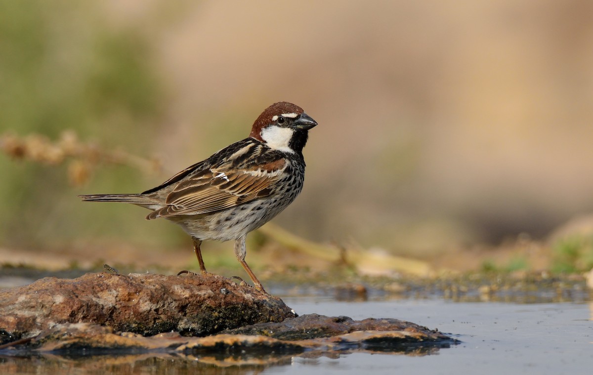 Spanish Sparrow - Ori Davidor