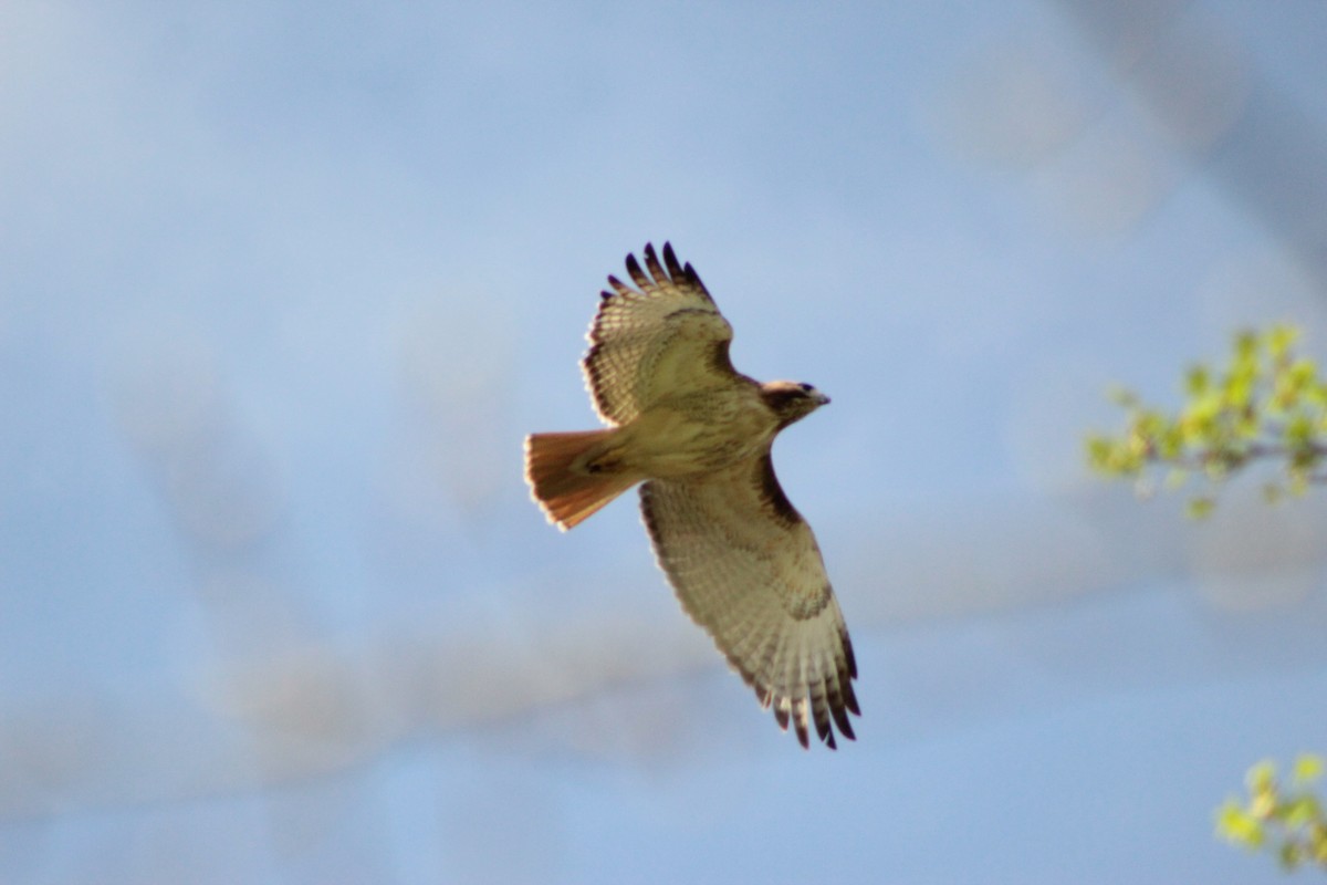 Red-tailed Hawk - ML153930961