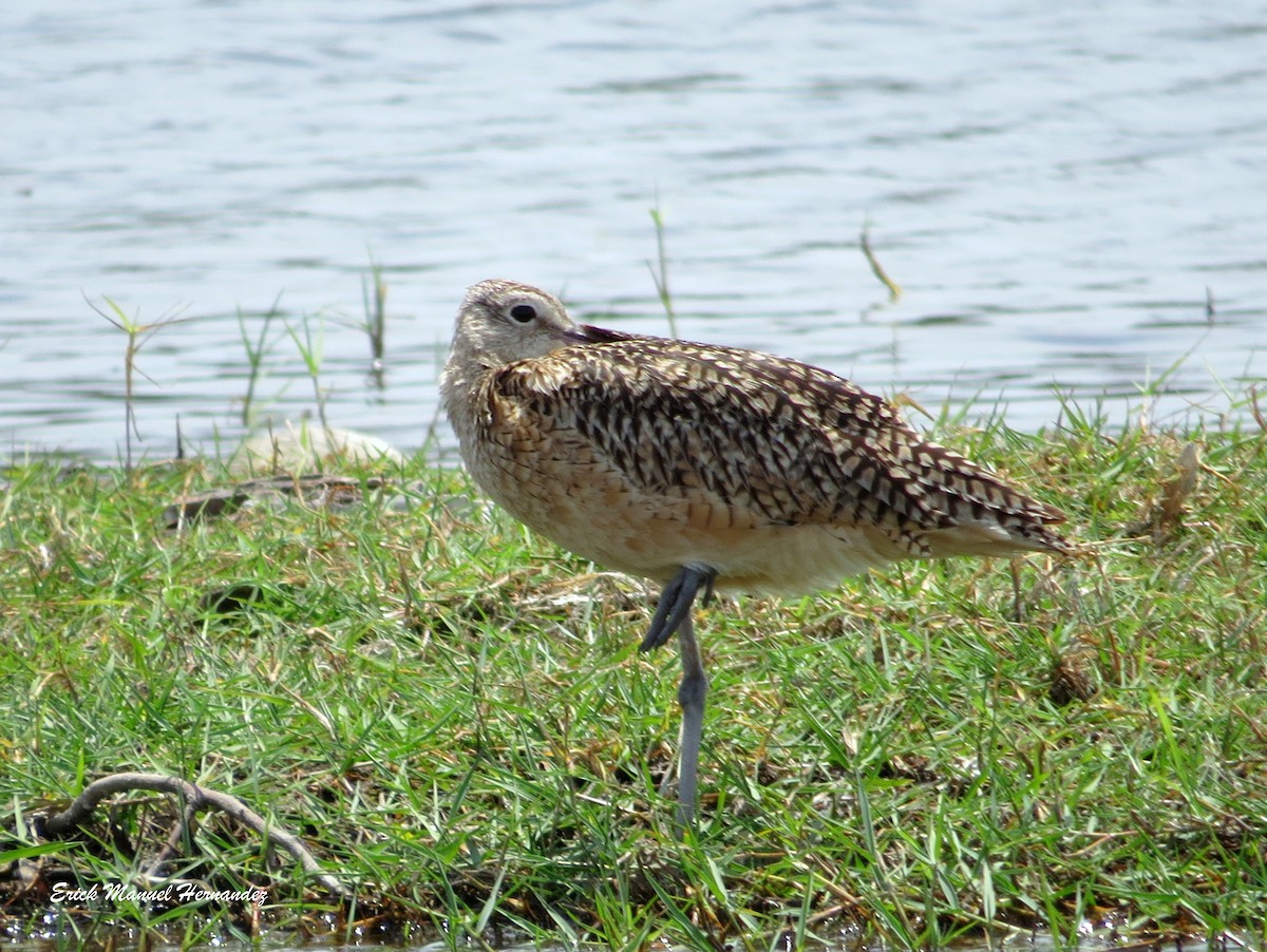 Long-billed Curlew - ML153933291