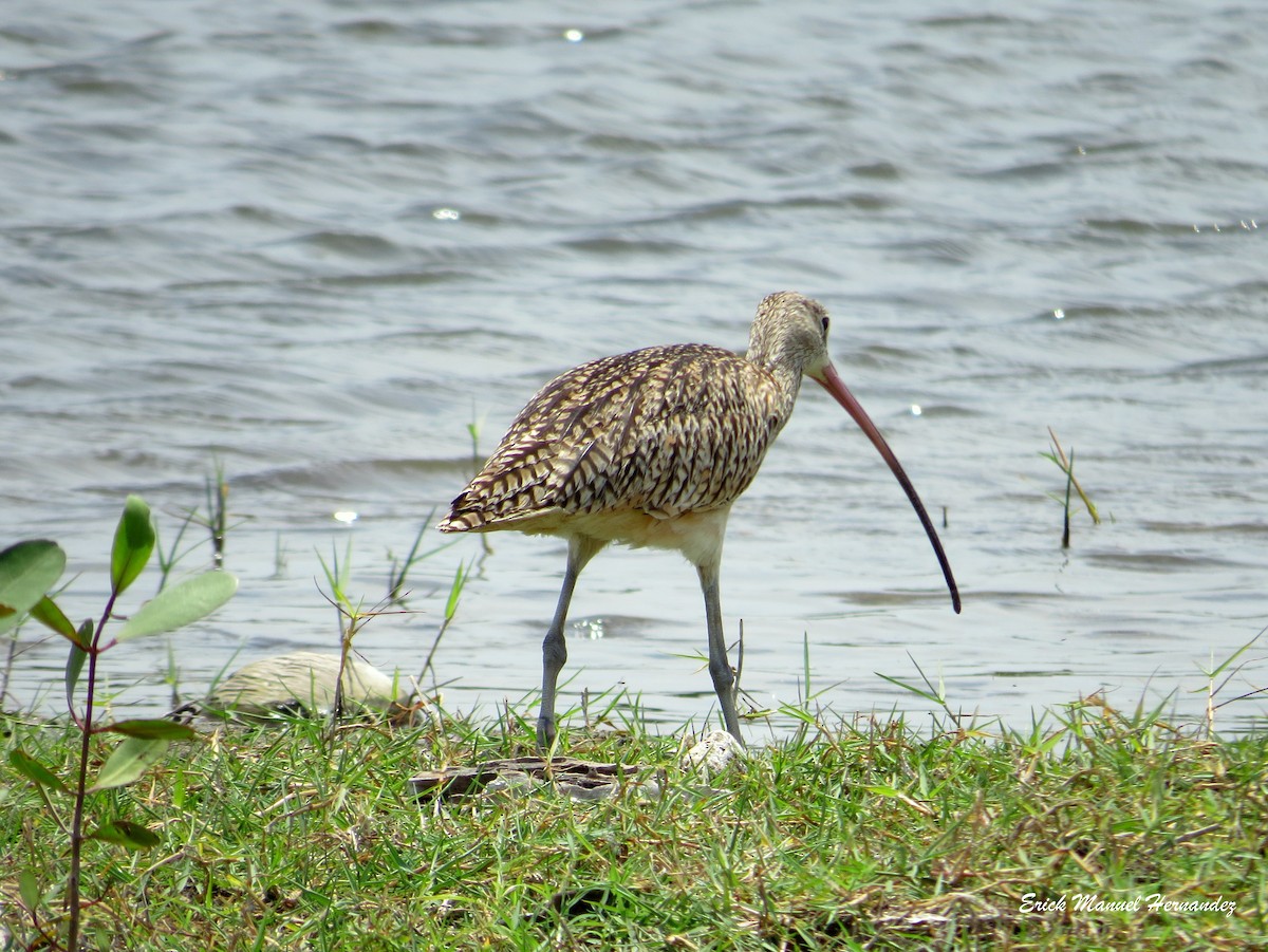 Long-billed Curlew - ML153933311