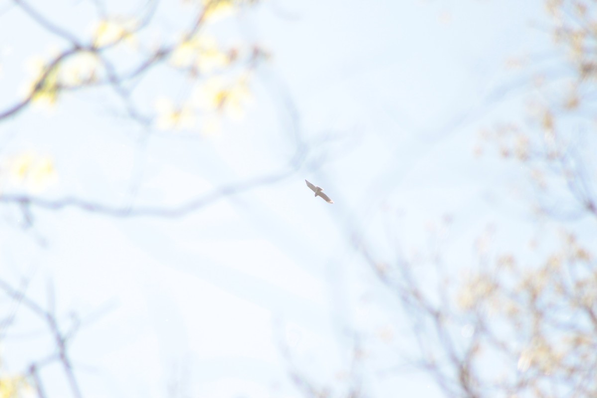 Red-tailed Hawk - ML153933731
