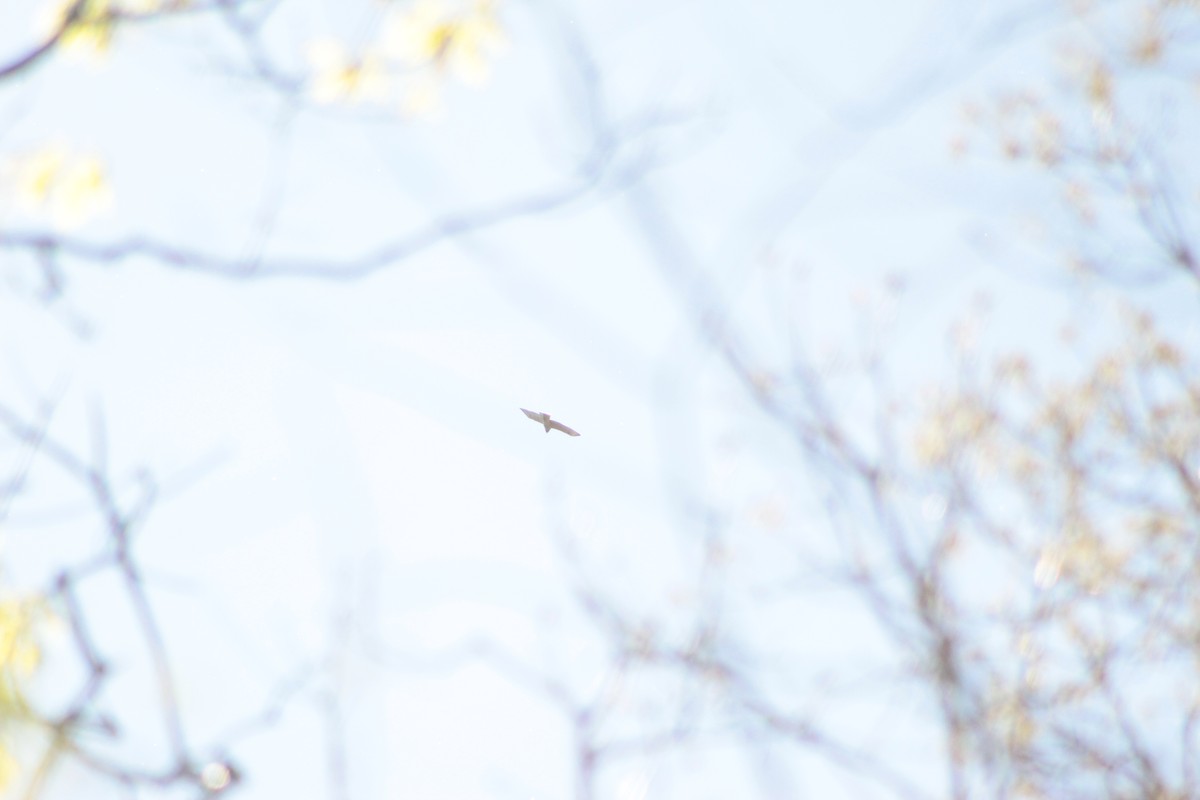 Red-tailed Hawk - ML153933741