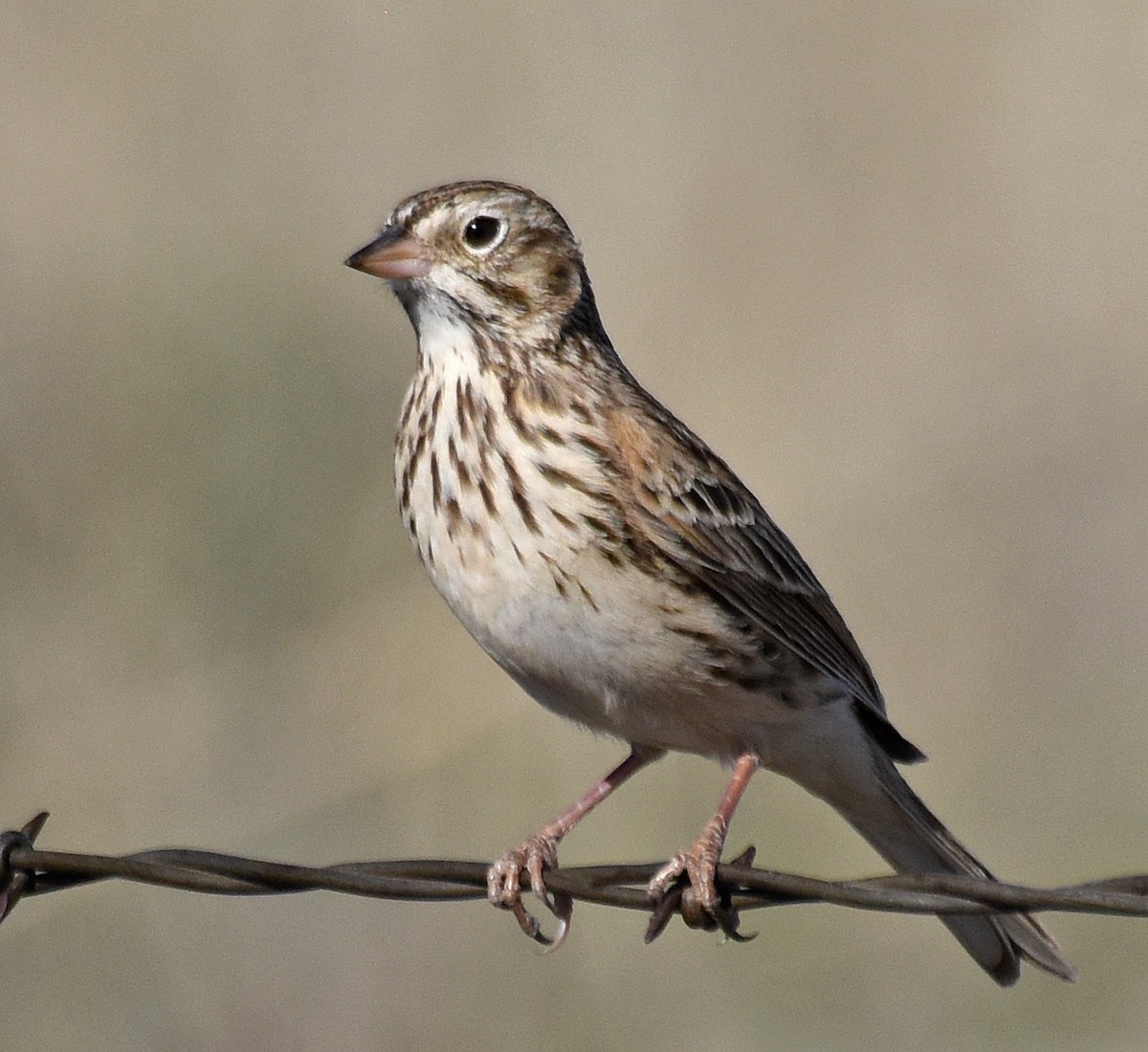 Vesper Sparrow - ML153934321