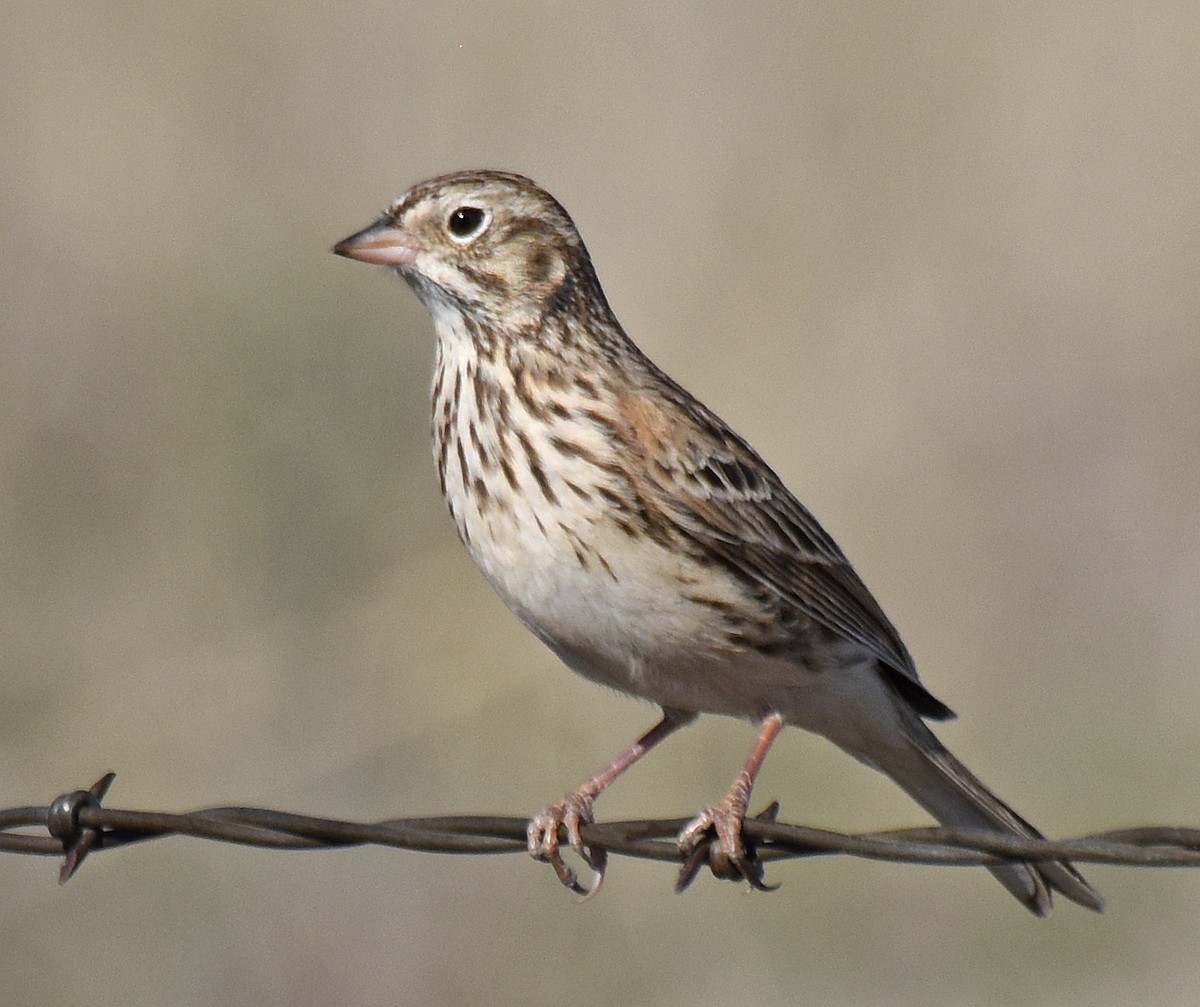 Vesper Sparrow - ML153934331