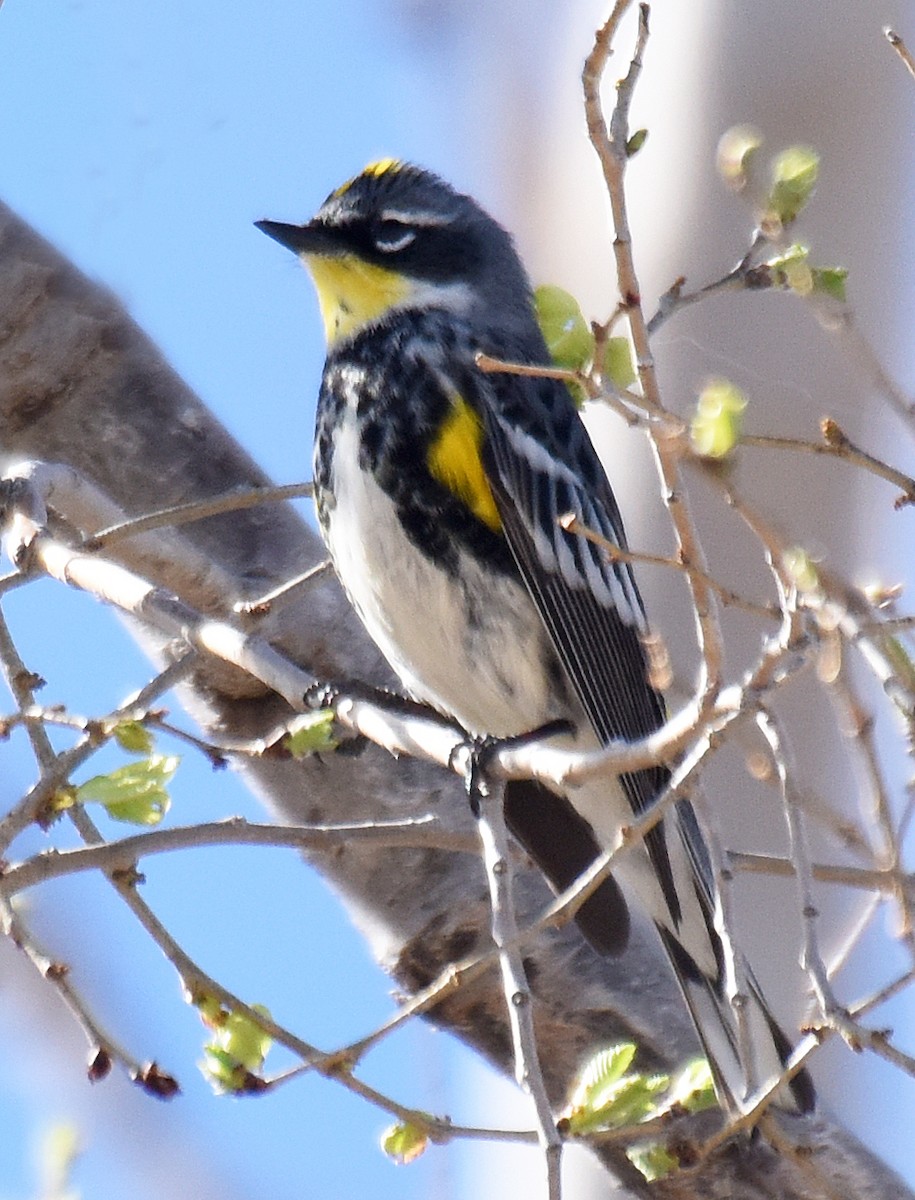 lesňáček žlutoskvrnný (ssp. coronata x auduboni) - ML153936671