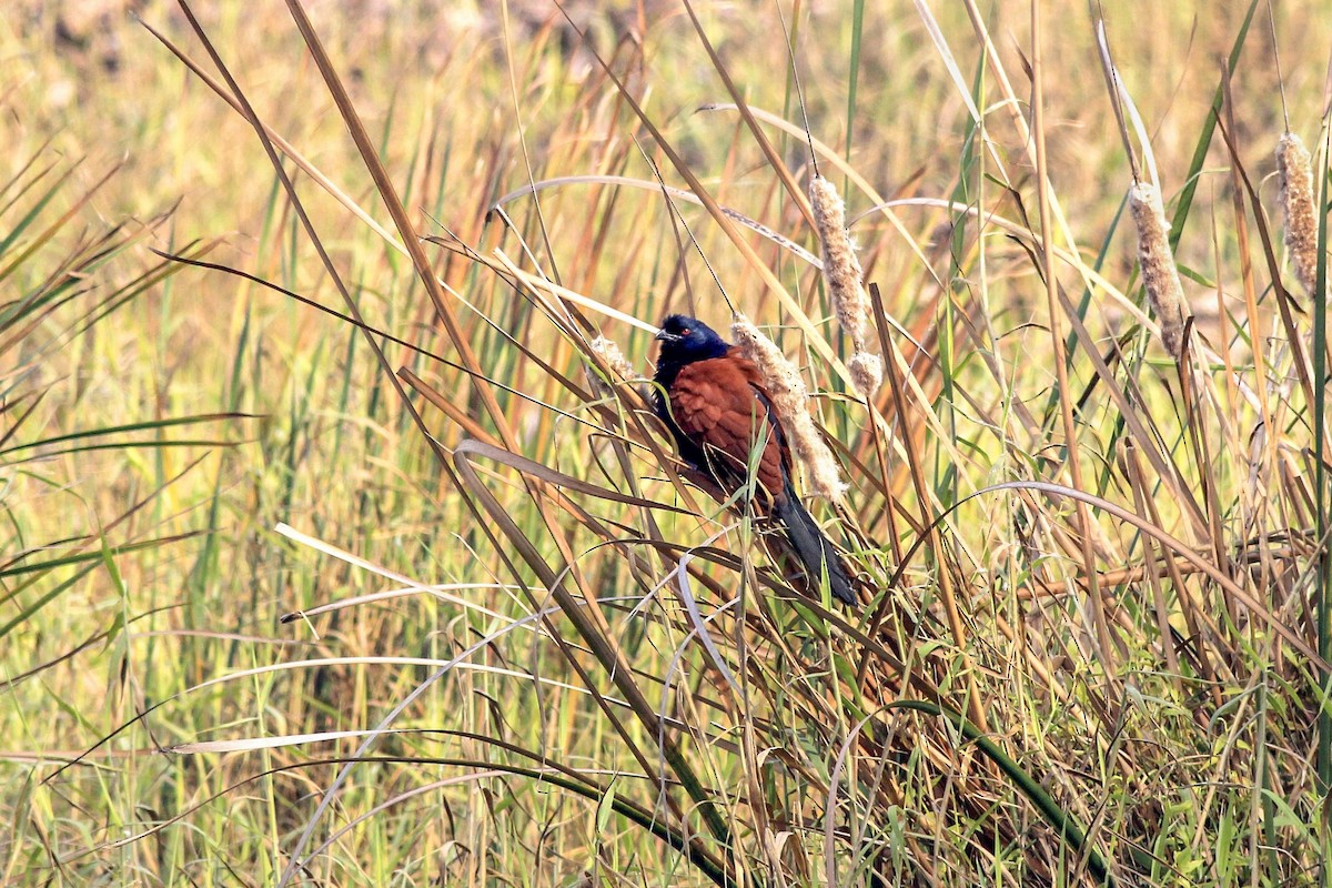 Grand Coucal - ML153936781