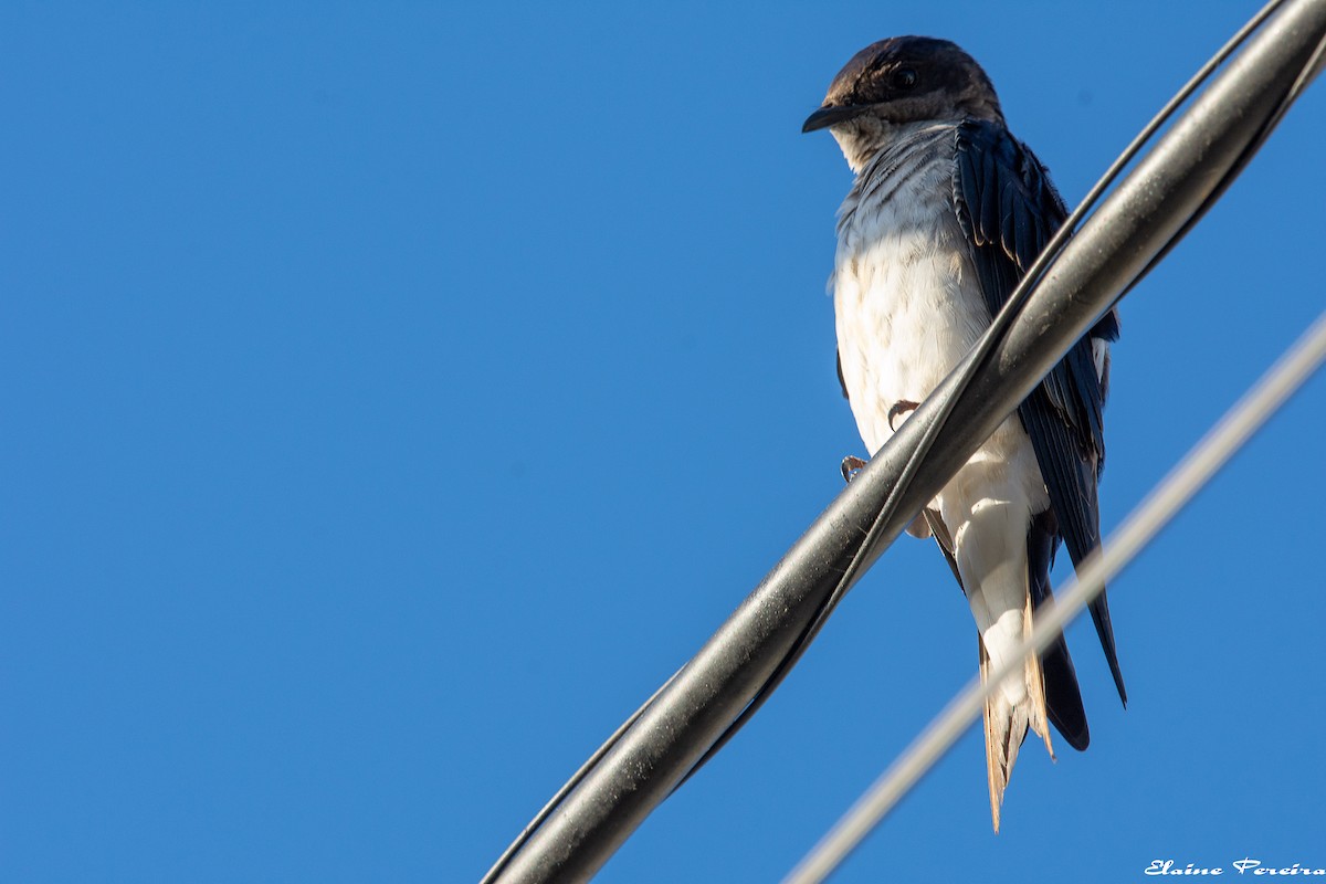 Golondrina Pechigrís - ML153937041