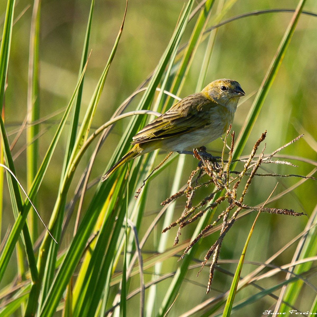 Saffron Finch - ML153937131