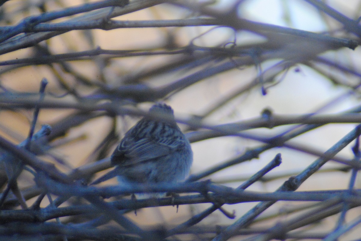 Brewer's Sparrow - ML153937241