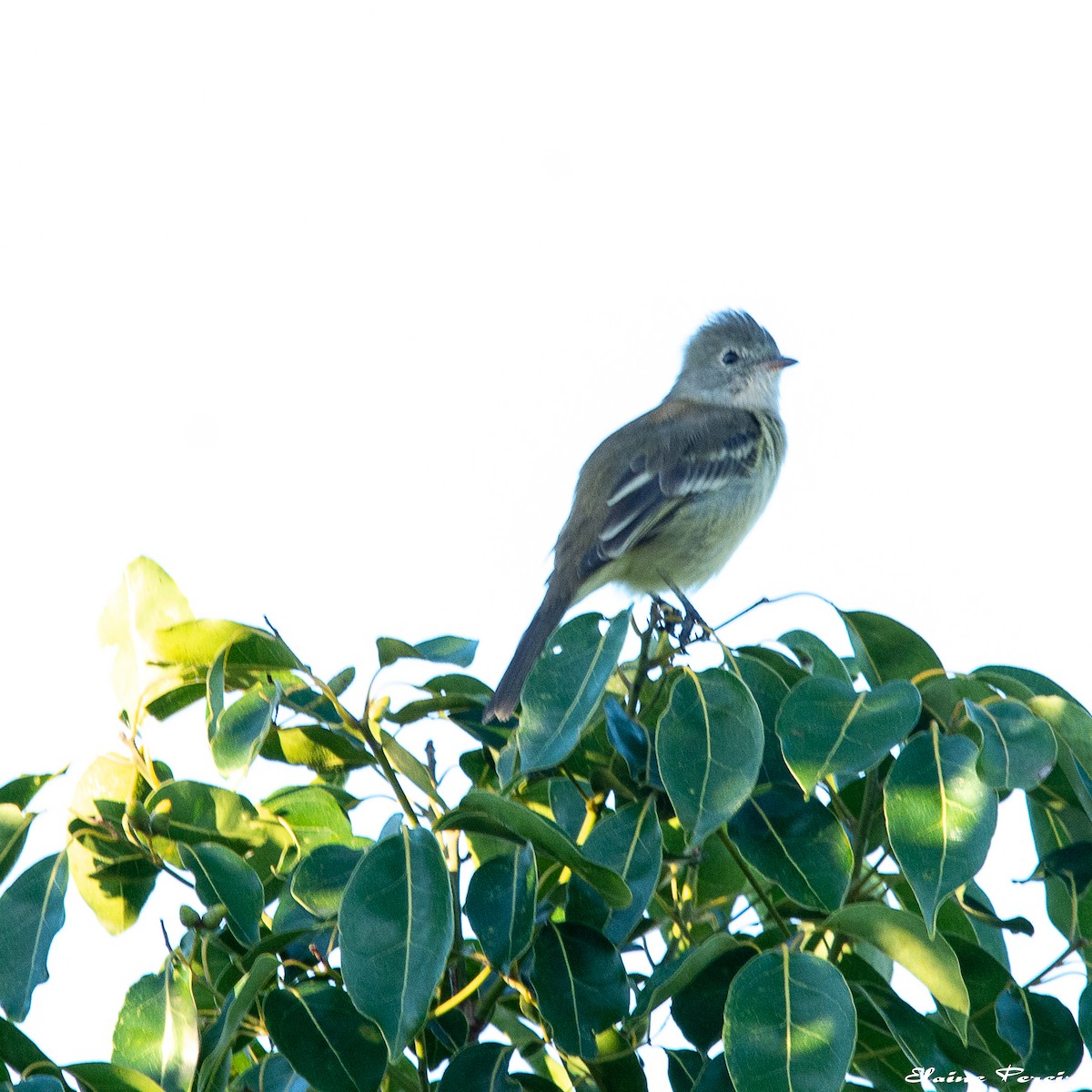 Yellow-bellied Elaenia - ML153937351