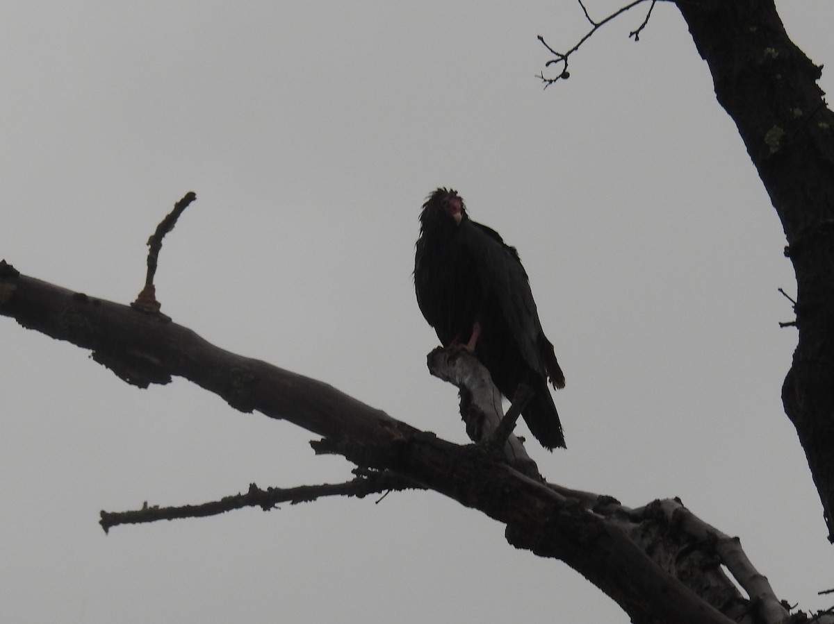 Turkey Vulture - Margaret Bowman