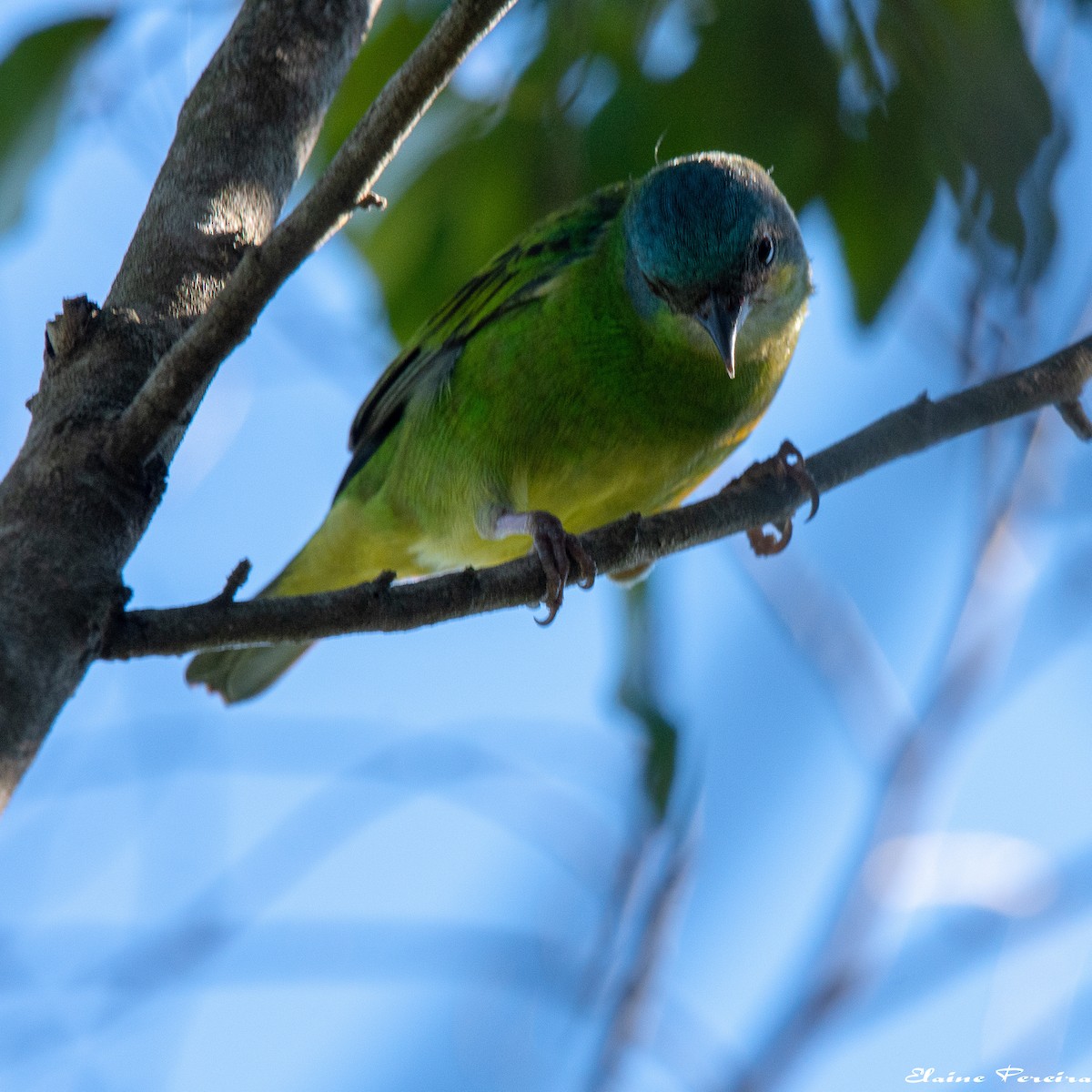 Blue Dacnis - ML153937691