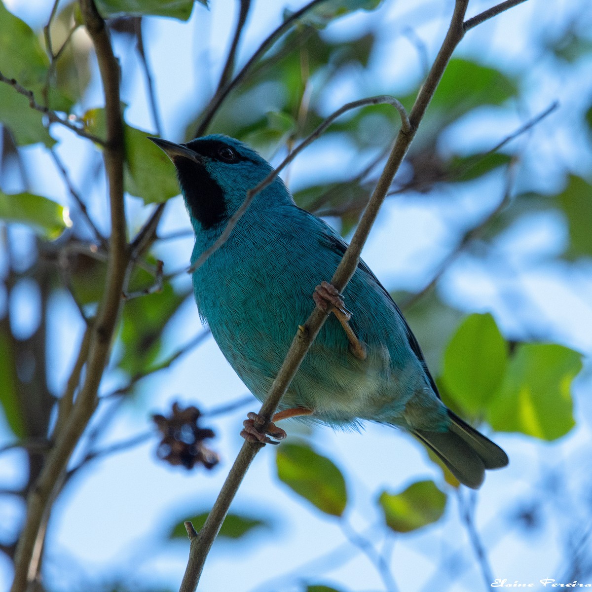 Blue Dacnis - ML153937701