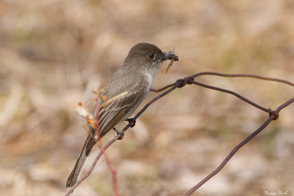 Eastern Phoebe - Miriam Baril