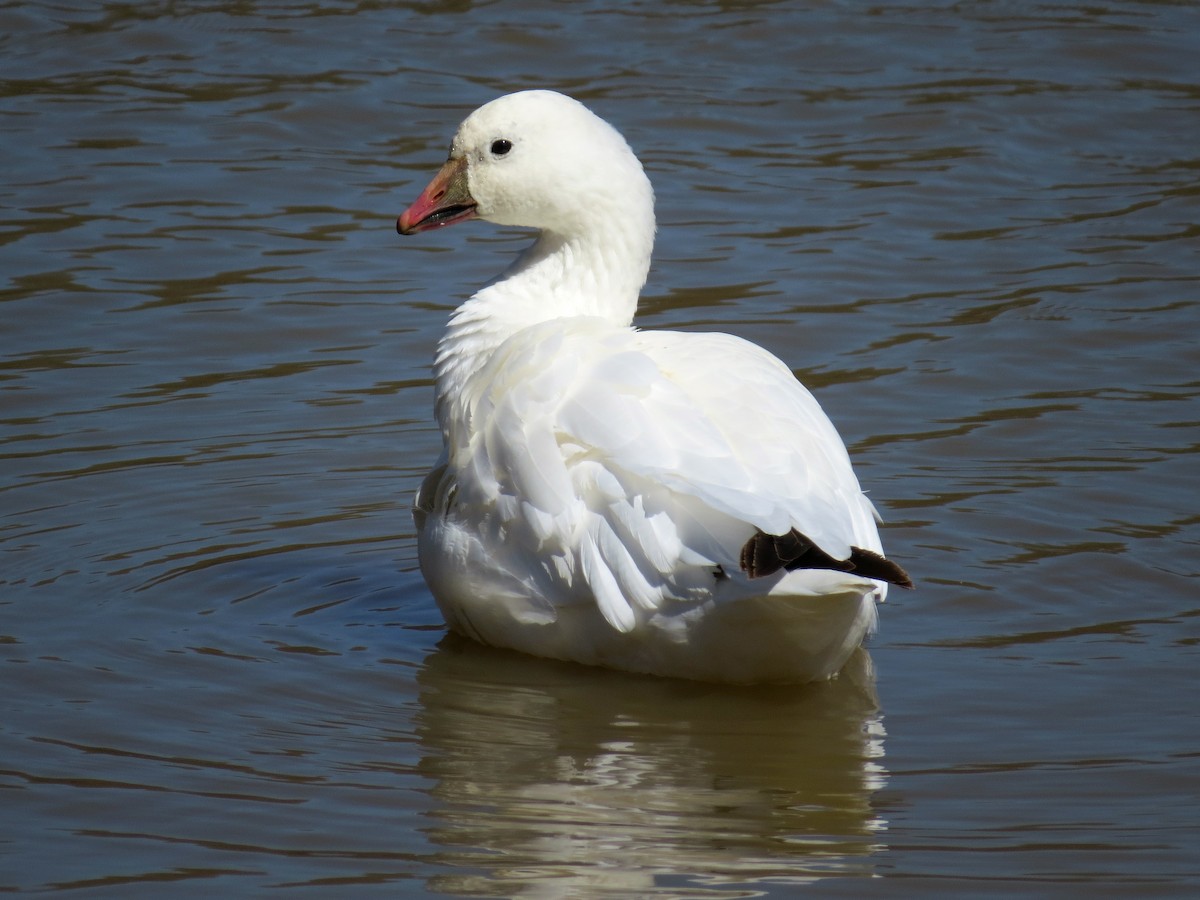 Ross's Goose - ML153938791