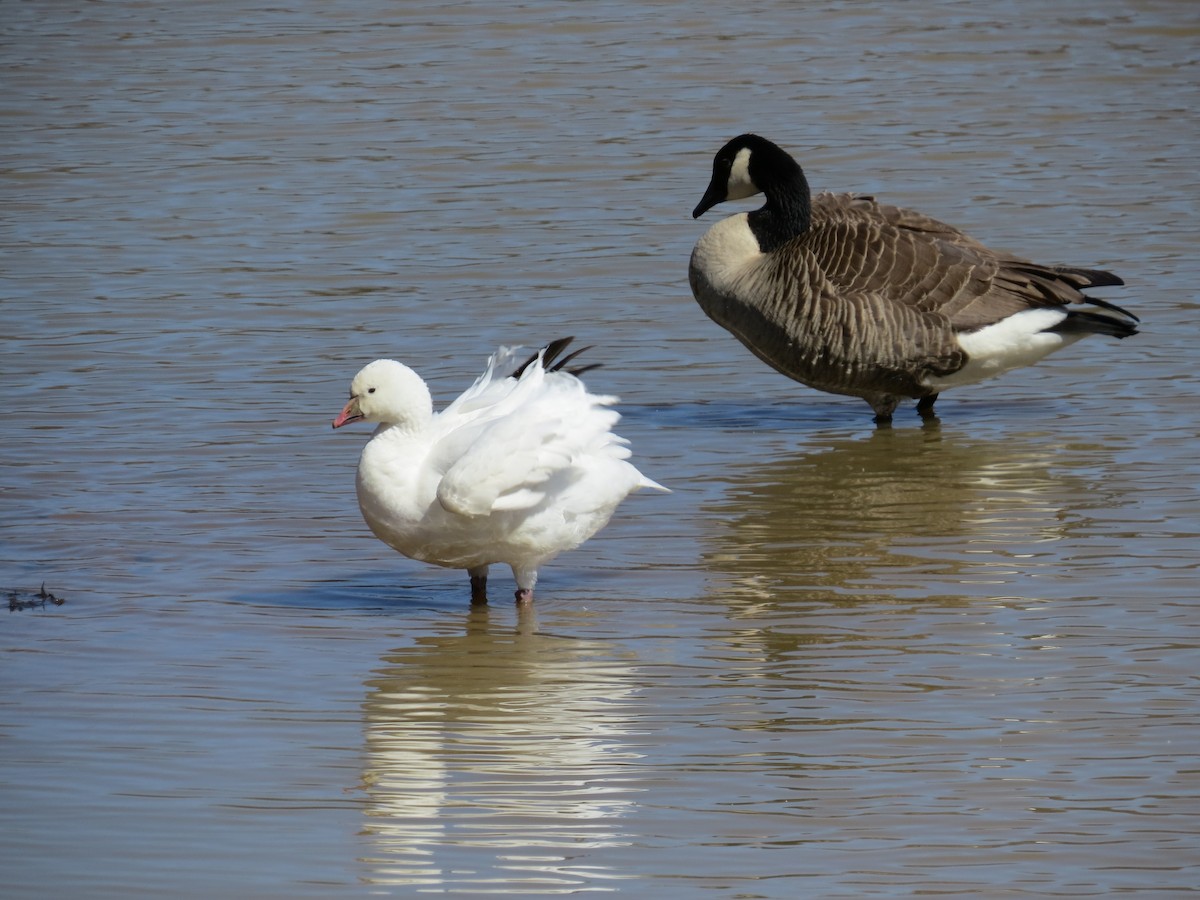 Ross's Goose - ML153938801