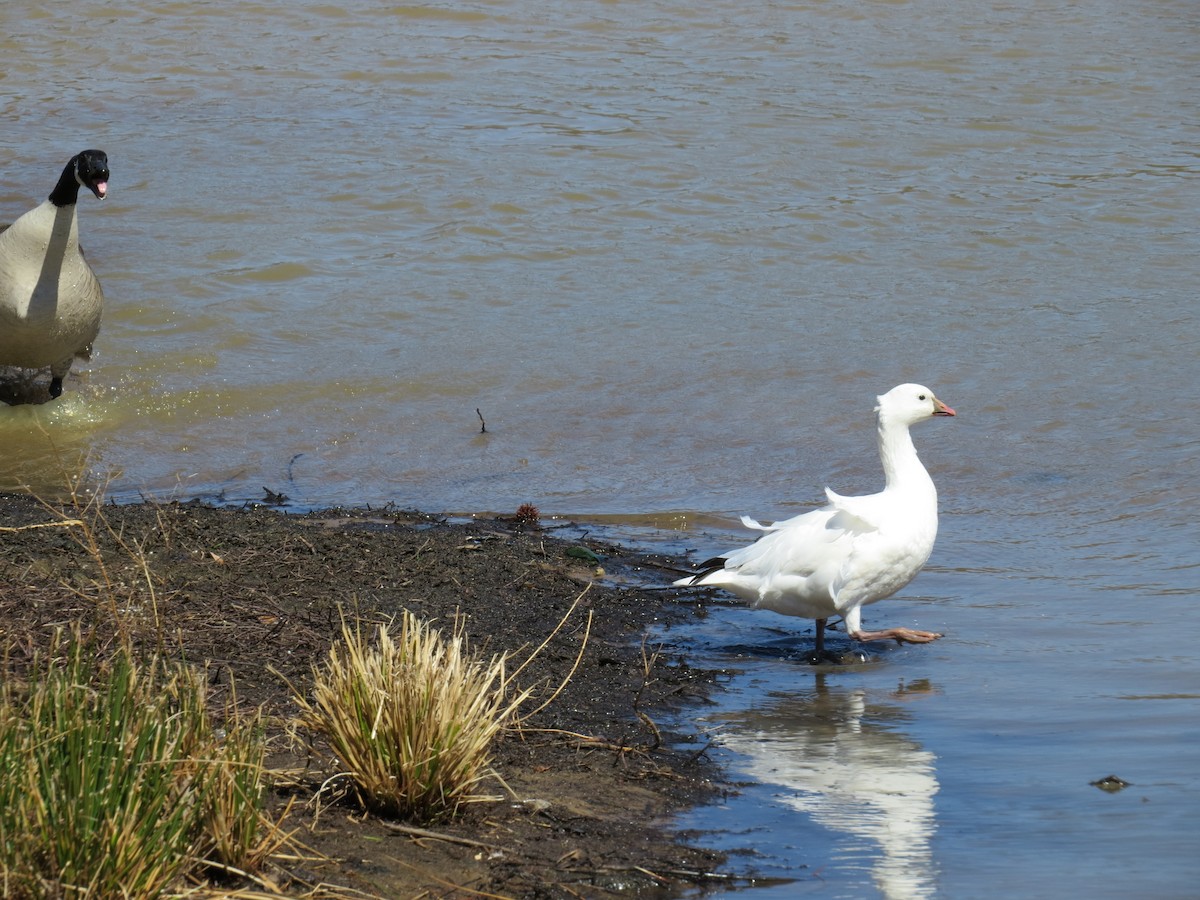 Ross's Goose - ML153938811