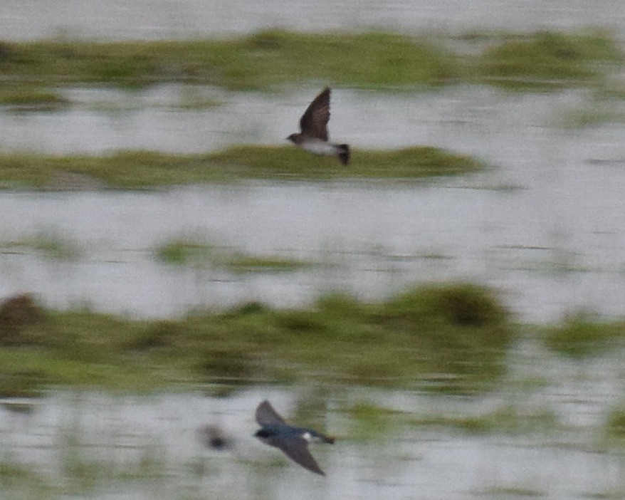 Golondrina Aserrada - ML153939011