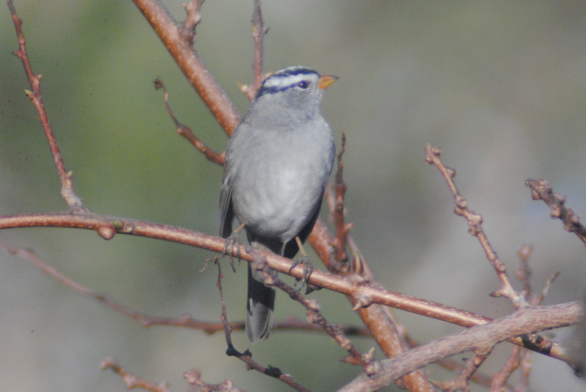 White-crowned Sparrow (Gambel's) - ML153939651