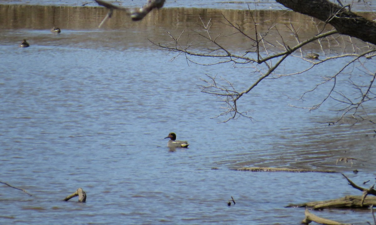 Green-winged Teal (Eurasian) - Alan Kneidel