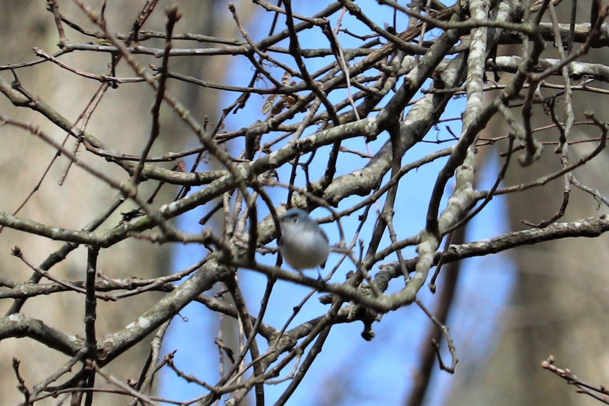 Gobemoucheron gris-bleu - ML153940521