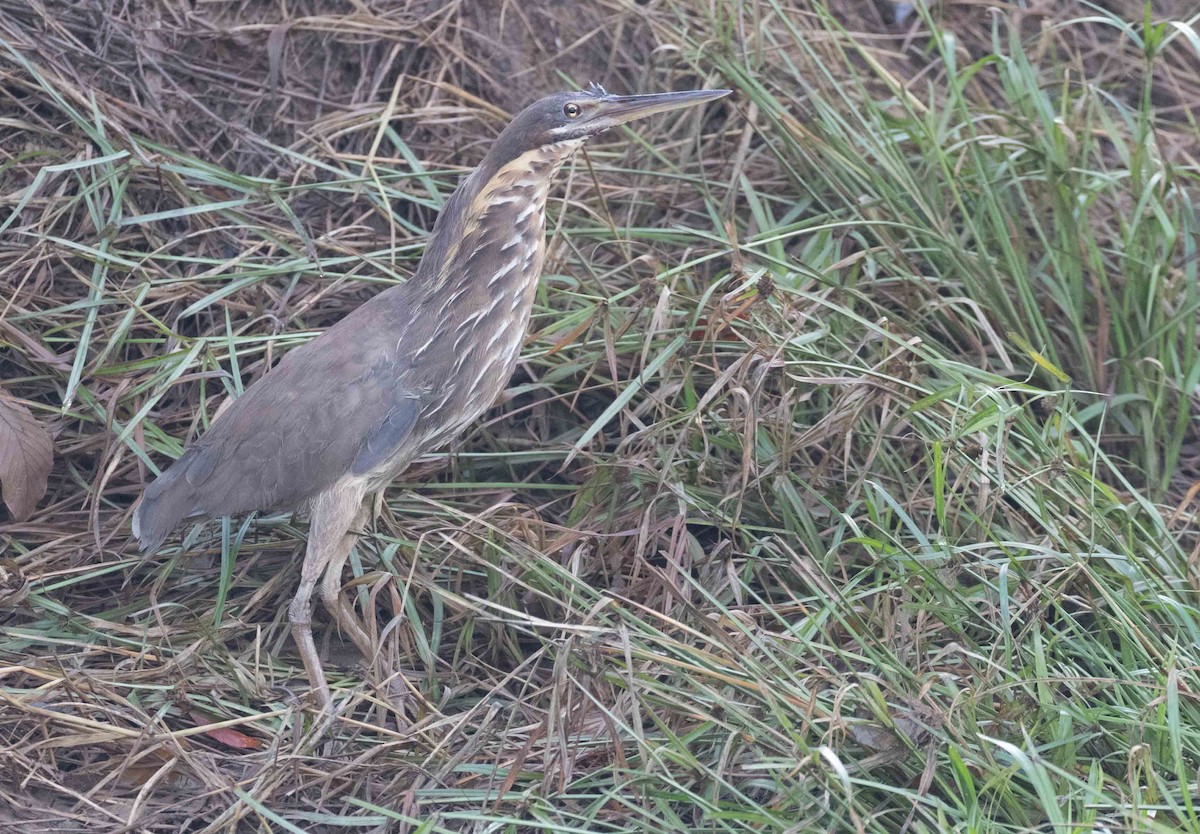 Black Bittern - Richard Webber