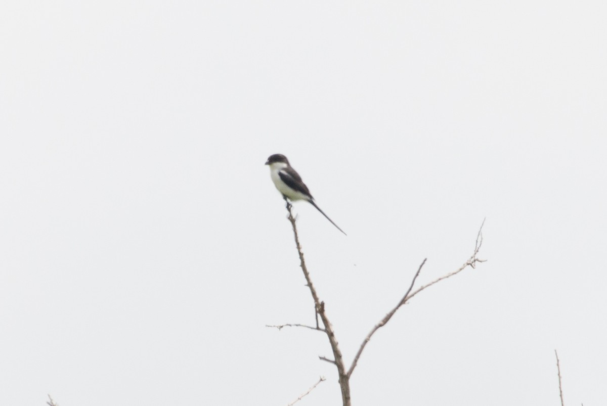 Northern/Southern Fiscal (Common Fiscal) - ML153944951