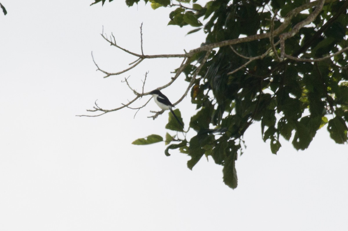 Northern/Southern Fiscal (Common Fiscal) - ML153944971
