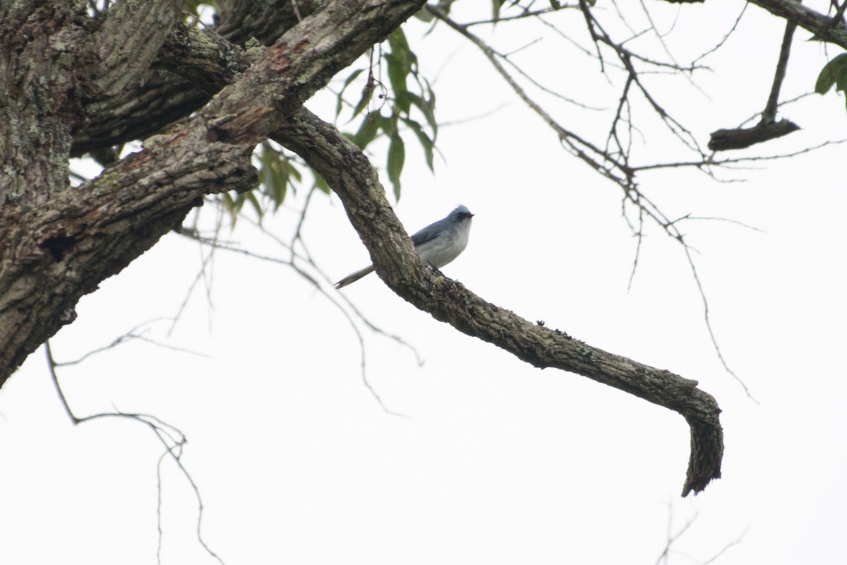 White-tailed Blue Flycatcher - John C. Mittermeier