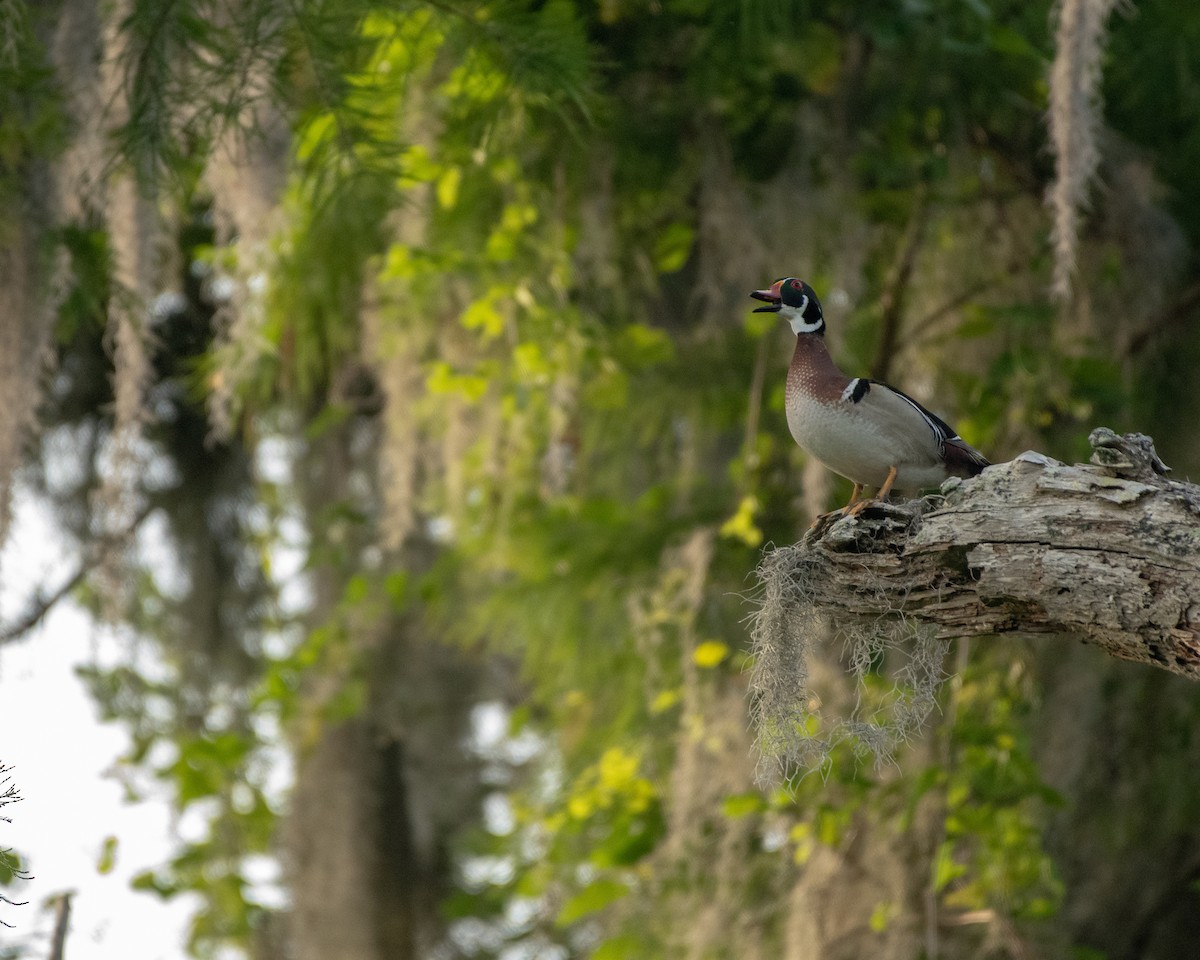 Wood Duck - Court Harding