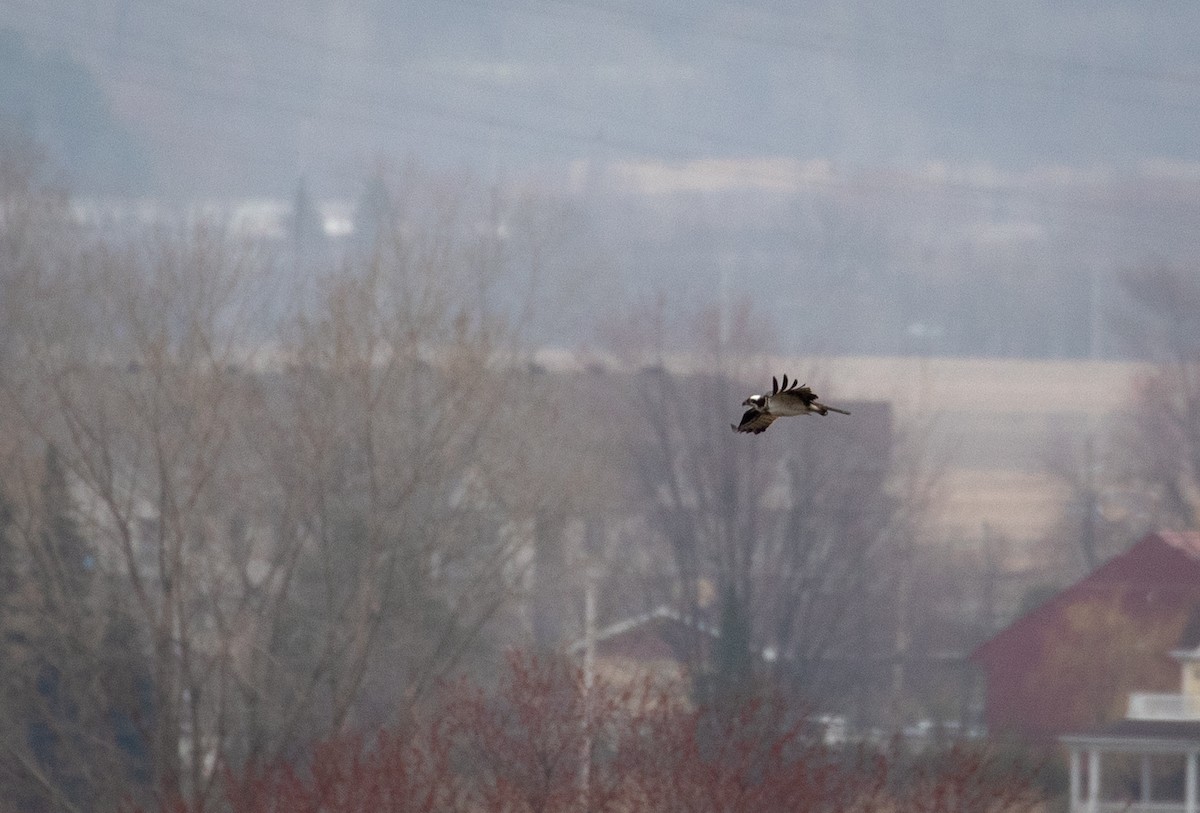 Osprey - Suzanne Labbé