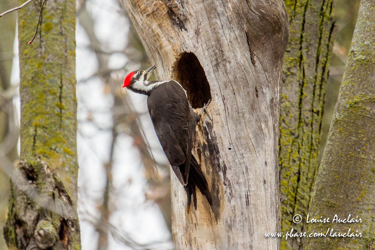 Pileated Woodpecker - ML153946061
