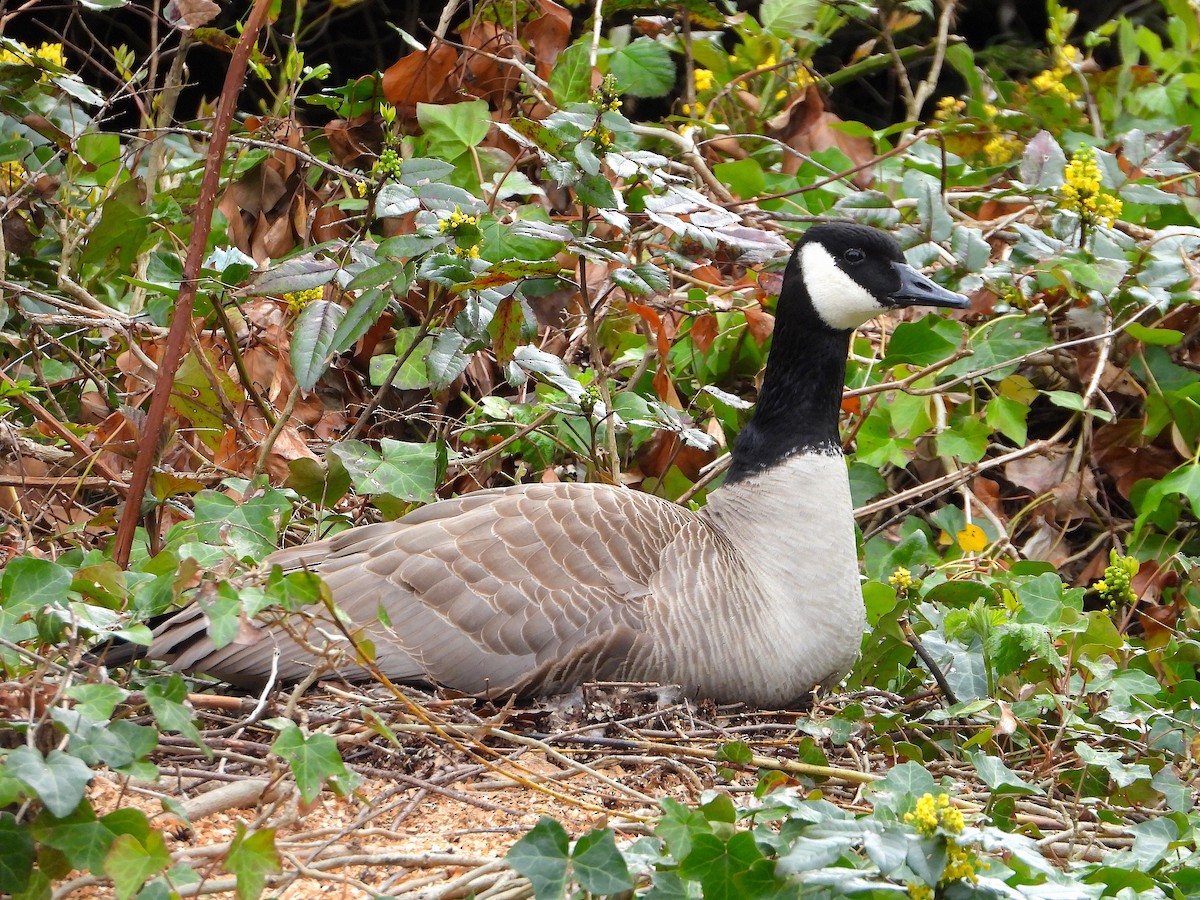 Canada Goose - Farshad Pourmalek