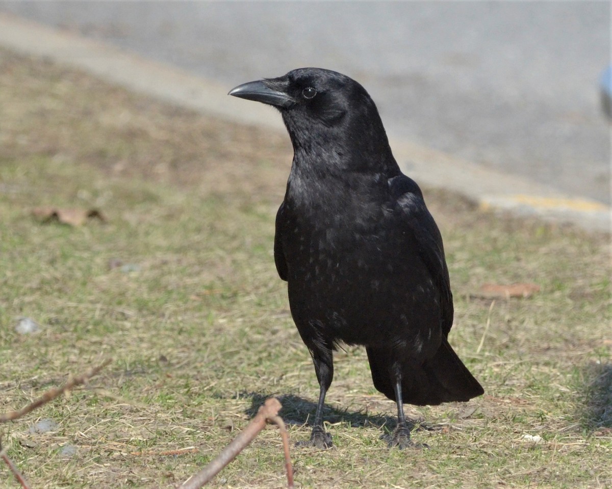 American Crow - ML153948431