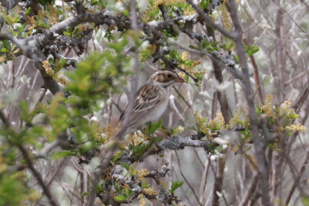 Clay-colored Sparrow - ML153950041