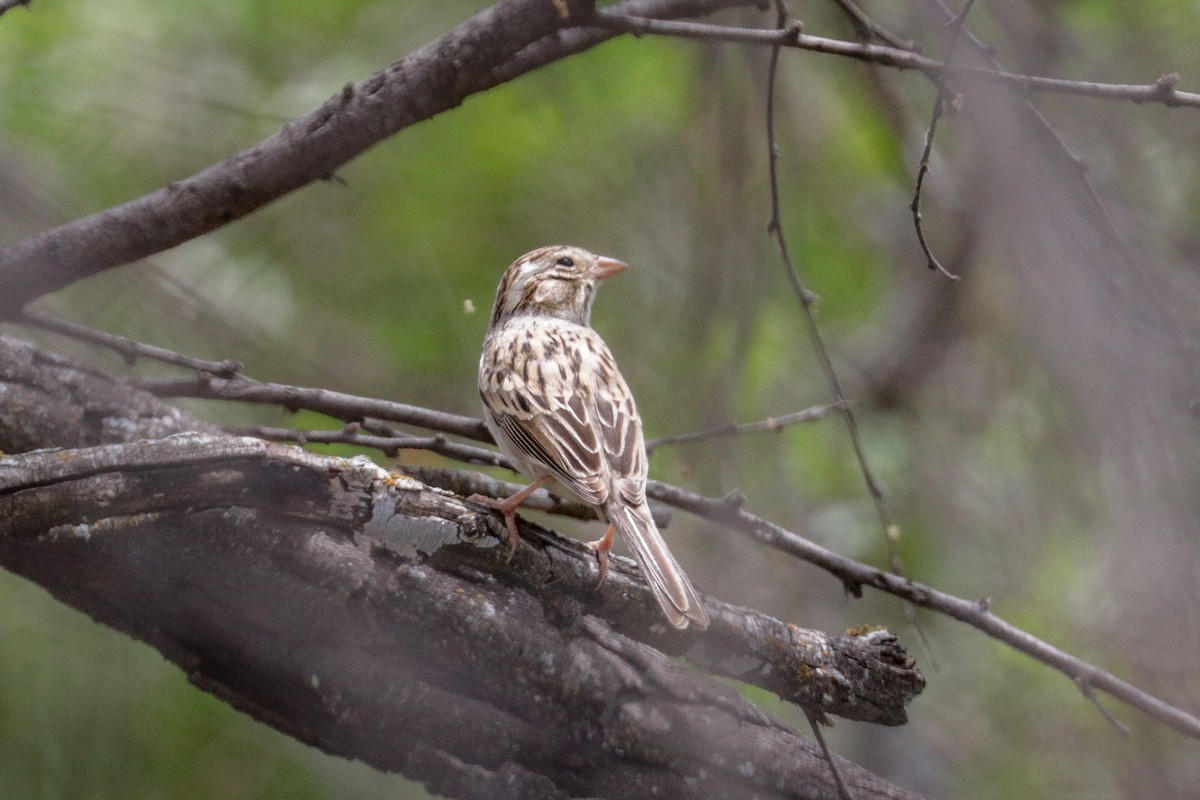 Clay-colored Sparrow - ML153950071