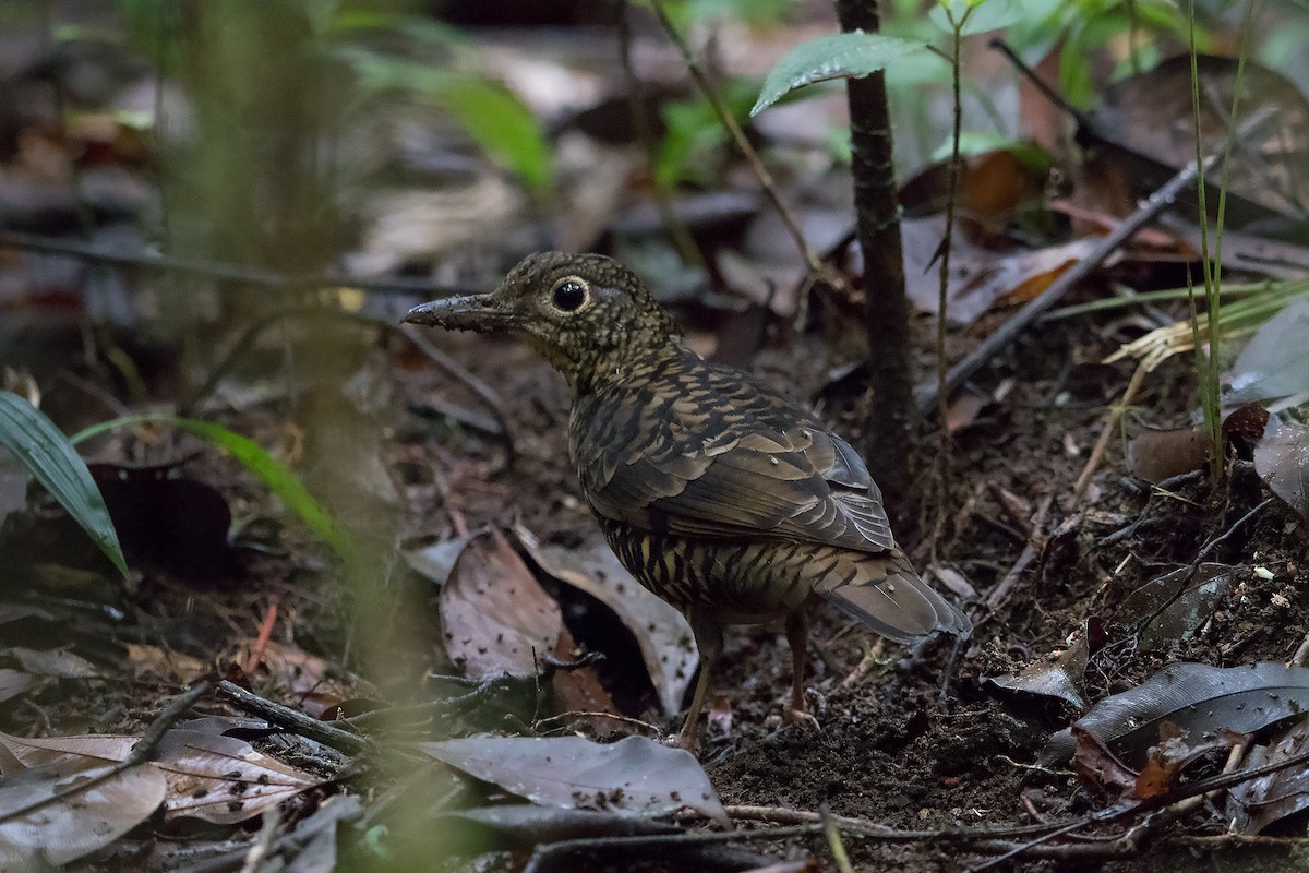 Sri Lanka Thrush - Debankur  Biswas