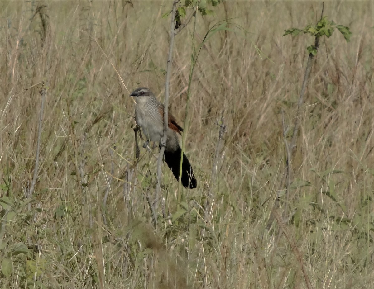 Weißbrauenkuckuck - ML153951991